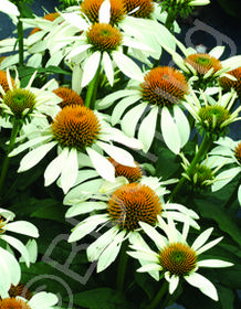 Echinacea purpea 'Little Angel'